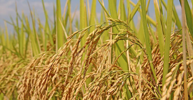 बासमती चावल के निर्यात में 5.25 फीसदी की आई गिरावट