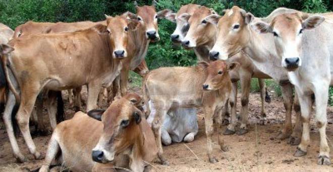 राजस्थान में गायों के  लिए बनेगा अनुसंधान केंद्र