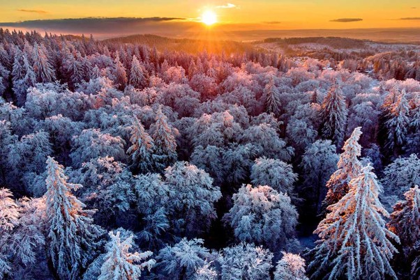 जर्मनी के फ्रैंकफर्ट के पास टूनस में पेड़ों पर बर्फ की बारिश और धूप का मिलन