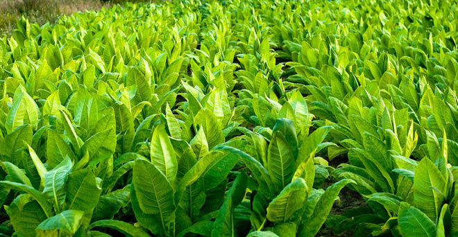 तंबाकू उत्पादक किसानों को प्रोत्साहित करना जरूरी : सरकार