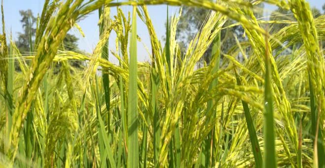 फरवरी में बासमती चावल का निर्यात बढ़ा, गैर-बासमती का घटा