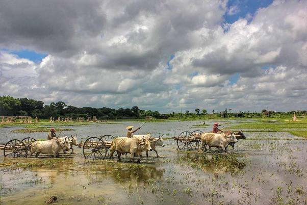 पश्चिम बंगाल के नदिया जिले के एक गांव में बैलगाड़ी पर सामान ले जाते किसान