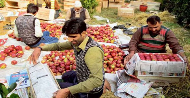 सरकार ने दक्षिण कश्मीर के फल उत्पादकों से सेब की 1.34 लाख पेटियां खरीदीं