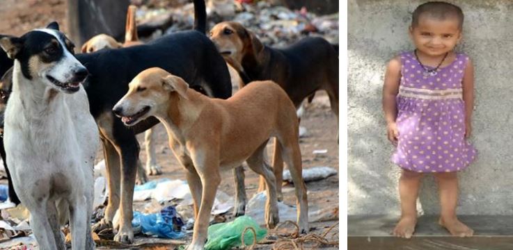 यूपी में आवारा कुत्तों का कहर जारी, अब गाजियाबाद में दो साल की बच्ची की मौत