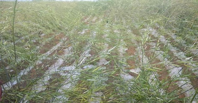बारिश, ओलावृष्टि और तेज हवा से रबी फसलों को नुकसान, खराब मौसम अभी रहेगा जारी