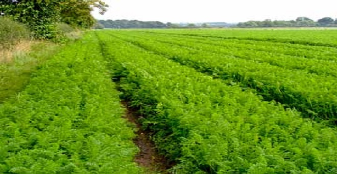 हरियाणा में एक लाख एकड़ में प्राकृतिक खेता का लक्ष्य निर्धारित : मुख्यमंत्री