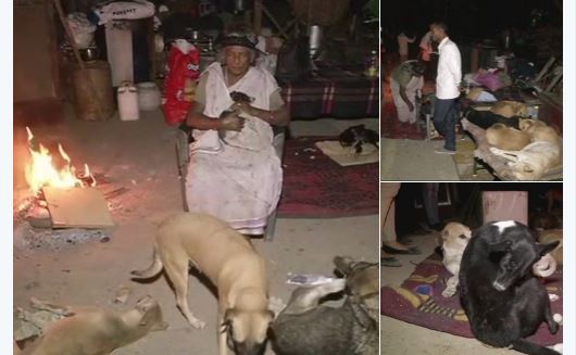 MCD ने तोड़ा डॉग शेल्टर, प्रतिमा देवी के 400 कुत्ते हुए बेघर, निगम पर लगाया धमकाने का आरोप