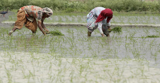 पंजाब, हरियाणा और उत्तर प्रदेश में बारिश की कमी से धान किसानों की लागत बढ़ी