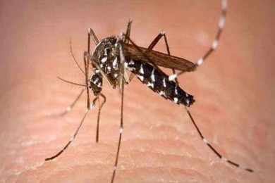 दिल्ली में बीमारियों का प्रकोप, डेंगू, चिकनगुनिया, मलेरिया महामारी रोग अधिनियम के तहत अधिसूचित रोग घोषित