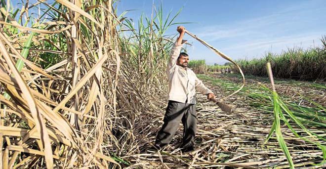 गन्ना पेराई सीजन समाप्त, उत्तर प्रदेश के गन्ना किसानों का बकाया 12,200 करोड़ के पार