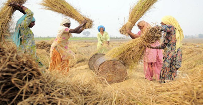 बेमौसम बारिश से उत्तर भारत में धान की फसल को नुकसान की आशंका