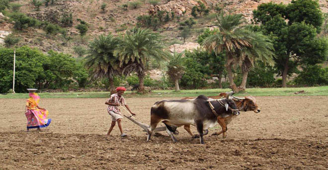 राजस्थान में खरीफ फसलों की बुआई में आई तेजी, कपास के साथ तिलहन की बढ़ी