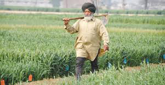 पंजाब में सीमांत किसानों के 1,771 करोड़ रुपये के कर्ज माफ