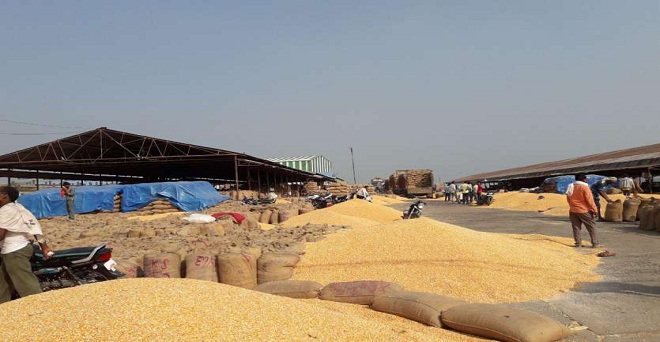 सरकार ने पांच लाख टन मक्का आयात को दी मंजूरी, किसान समर्थन मूल्य से 750 रुपये नीचे बेचने पर मजबूर