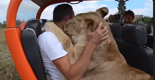 क्रीमिया के सफारी पार्क में दिखा शेर और इंसानों के बीच अनोखा प्यार, वीडियो वायरल