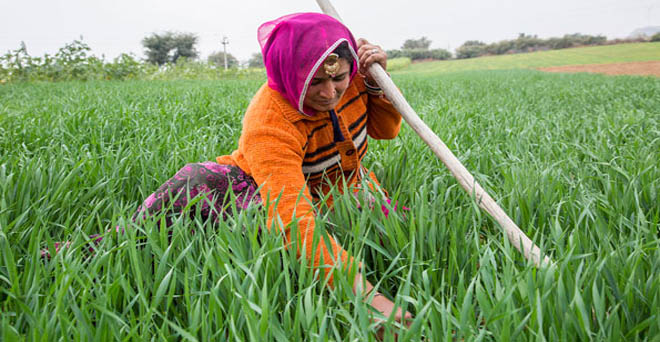 राजस्थान में ऋण माफी से 20 लाख से अधिक किसानों को होगा फायदा