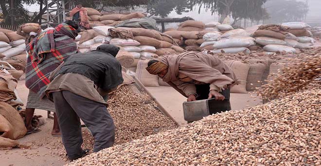 मूंगफली दाने का निर्यात घटा, किसानों को नहीं मिल रहा समर्थन मूल्य