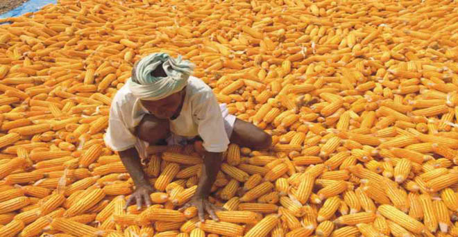 उत्तर प्रदेश: खरीफ फसलों की एमएसपी पर खरीद करेगी राज्य सरकार, मक्का की खरीद जल्द होगी शुरू