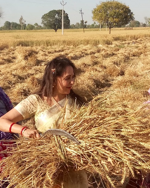 भाजपा सांसद और मथुरा लोकसभा क्षेत्र की उम्मीदवार हेमा मालिनी चुनाव प्रचार के दौरान गेहूं के खेत में काम करती नजर आईं