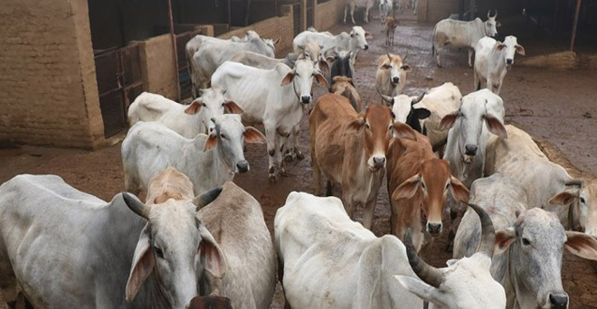 अंतरिम बजट 2019: गायों के लिए शुरू होगी कामधेनु योजना