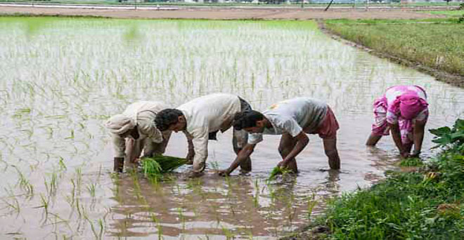 बारिश से कमी से धान किसानों की लागत बढ़ी, ट्यूबवेल से कर रहे हैं रोपाई