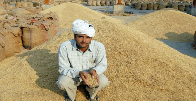 धान किसानों की दीपावली फीकी, कीमतें पिछले साल से भी 400 रुपये कम