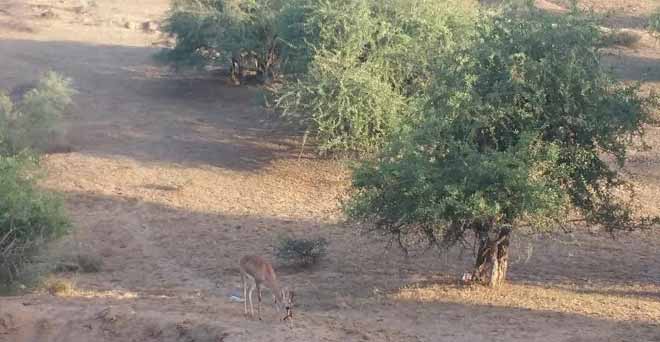 राजस्थान के थार में प्रकृति बचाने की जिद