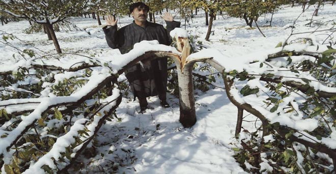 जम्मू-कश्मीर में बेमौसम बर्फबारी से बागवानी फसलों के हुए नुकसान की भरपाई केंद्र करें : किसान संगठन