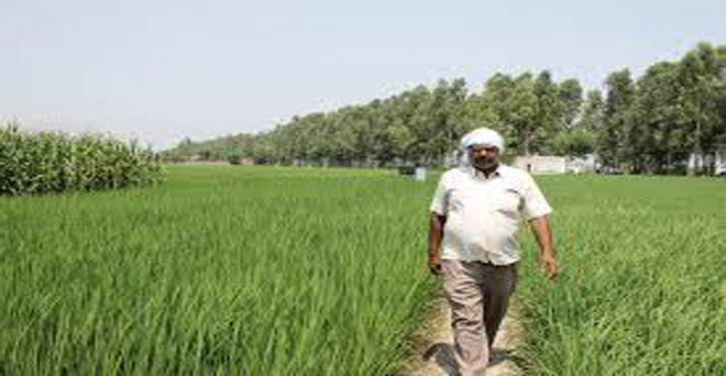 कृषि में बदलाव के लिए केंद्र सरकार ने की उच्च स्तरीय समिति गठित, दो महीने में देगी रिपोर्ट