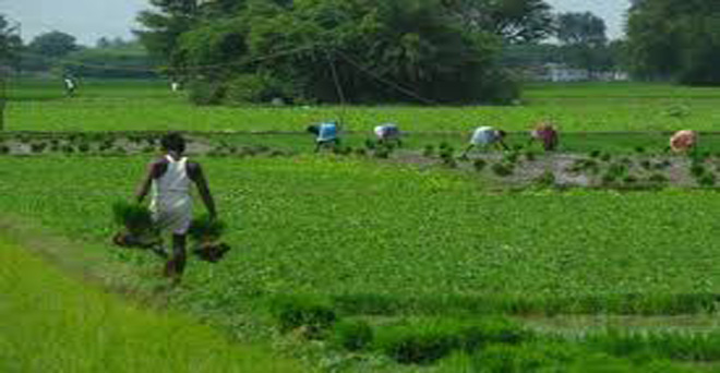 तेलंगाना सरकार किसानों के लिए पीएमएफबीवाई को स्वैच्छिक बनाने की पक्षधर