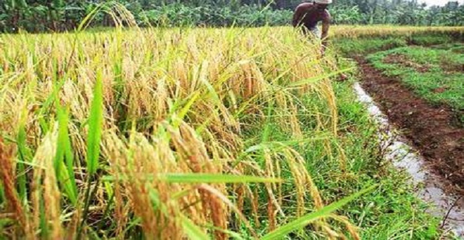 गैर-बासमती चावल का निर्यात 38 फीसदी घटा, बासमती का एक फीसदी कम