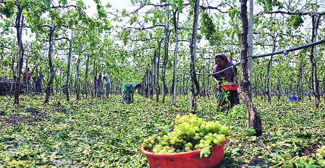 महाराष्ट्र में ओलावृष्टि से 1.25 लाख हैक्टेयर में फसलों को नुकसान