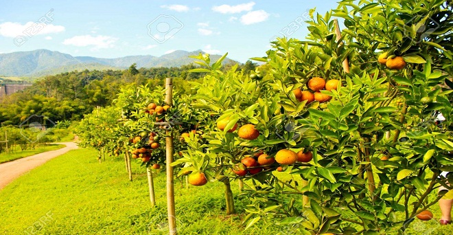 त्रिपुरा सरकार संतरे की खेती के लिए राज्य के किसानों को दे रही है आर्थिक मदद