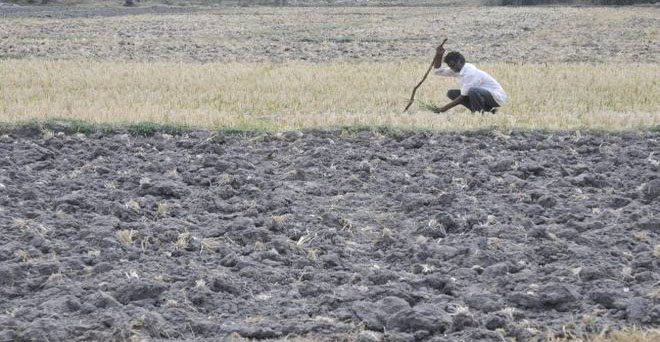 यूपी, बिहार, झारखंड में बारिश की कमी से हालात चिंताजनक, खरीफ फसलों की बुवाई प्रभावित