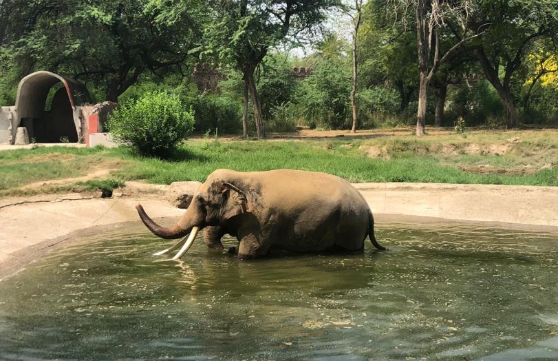 तपती गर्मी से जानवरों का भी हाल बेहाल, दिल्ली के चिड़ियाघर में पानी में जमकर मस्ती करता दिखा हाथी