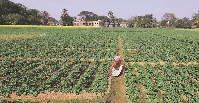 सब्जी उत्पादन में पश्चिम बंगाल सबसे आगे, उत्तर प्रदेश दूसरे स्थान पर