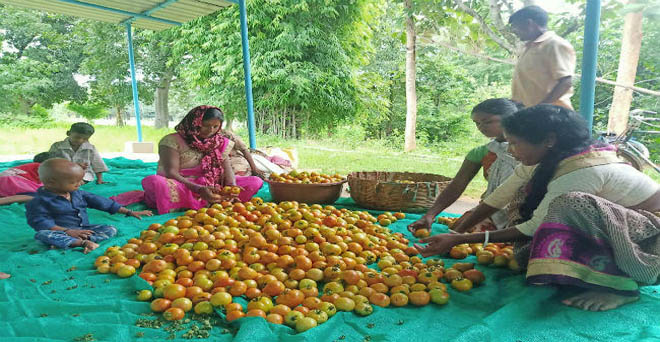 झारखंड की महिला किसान टमाटर की खेती कर कमा रही हैं मुनाफा