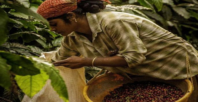 कॉफी की पांच भारतीय किस्मों को जीआई प्रमाणन