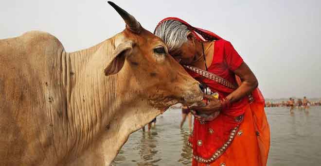गौरक्षकों के खौफ से योगी राज में गाय का नहीं हो रहा इलाज, पीएम भी चुप