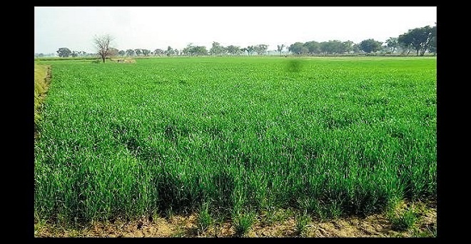 गेहूं की बुआई 12 फीसदी से ज्यादा बढ़ी, रबी फसलों का रकबा 9 फीसदी ज्यादा