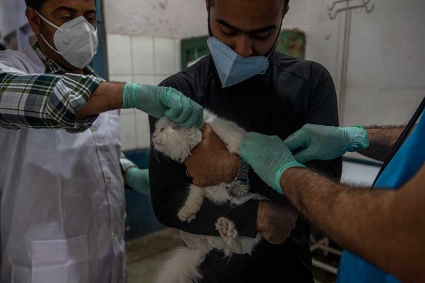 श्रीनगर के एक सरकारी पशु चिकित्सालय में एक पालतू बिल्ली को टीका लगाते चिकित्सक
