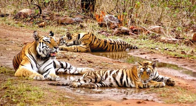 वन्यजीव/बाघ संरक्षण: बाघ प्रदेश में मौत का साया,  2018 से 2021 के बीच 93 की मौत