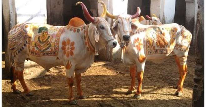 हरियाणा में हो रही गाय की सौंदर्य प्रतियोगिता