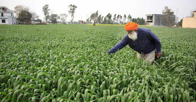 मानसूनी बारिश की कमी से रबी फसलों की बुवाई 4.75 फीसदी पिछड़ी