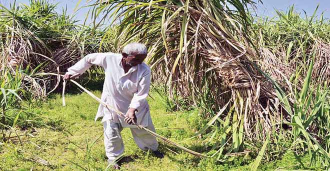 उत्तर प्रदेश में चीनी का उत्पादन 23 फीसदी बढ़ा