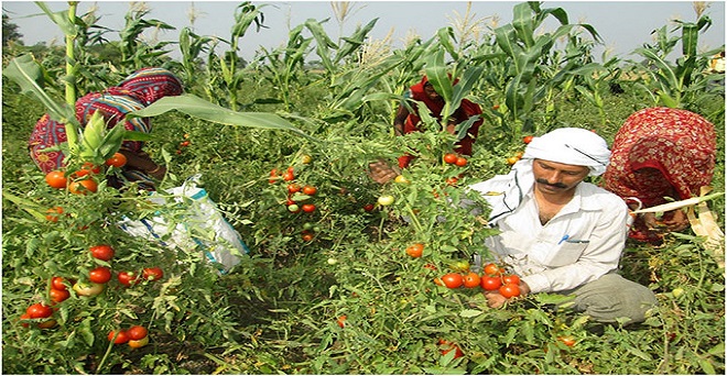 किसान जैविक खेती करके अधिक मुनाफा कमा सकते हैं : कैलाश चौधरी