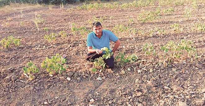 गुजरात : कई जिलों में सूखे जैसे हालात से रबी फसलों की बुवाई 47 फीसदी पिछे