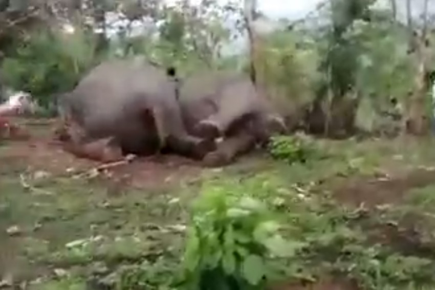 असम: नौगांव में बिजली गिरने 18 जंगली हाथियों की मौत, वन विभाग में मचा हड़कंप