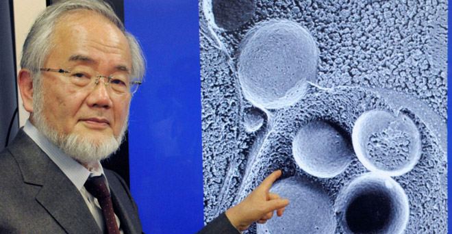 जापान के ओहसुमी को कोशिकाओं के पुनर्चक्रण पर नोबेल चिकित्सा पुरस्कार