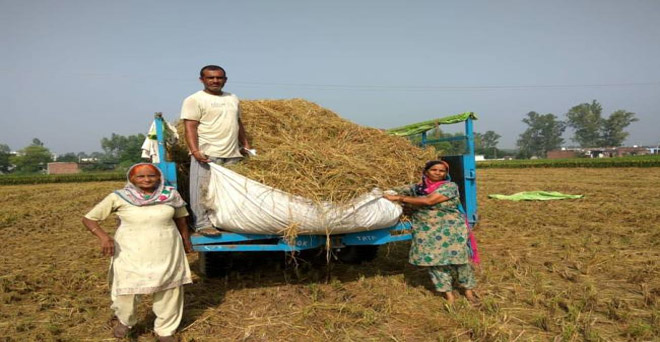 पंजाबः चालू सीजन में पराली जलाने के मामलों में आई कमी-कृषि सचिव